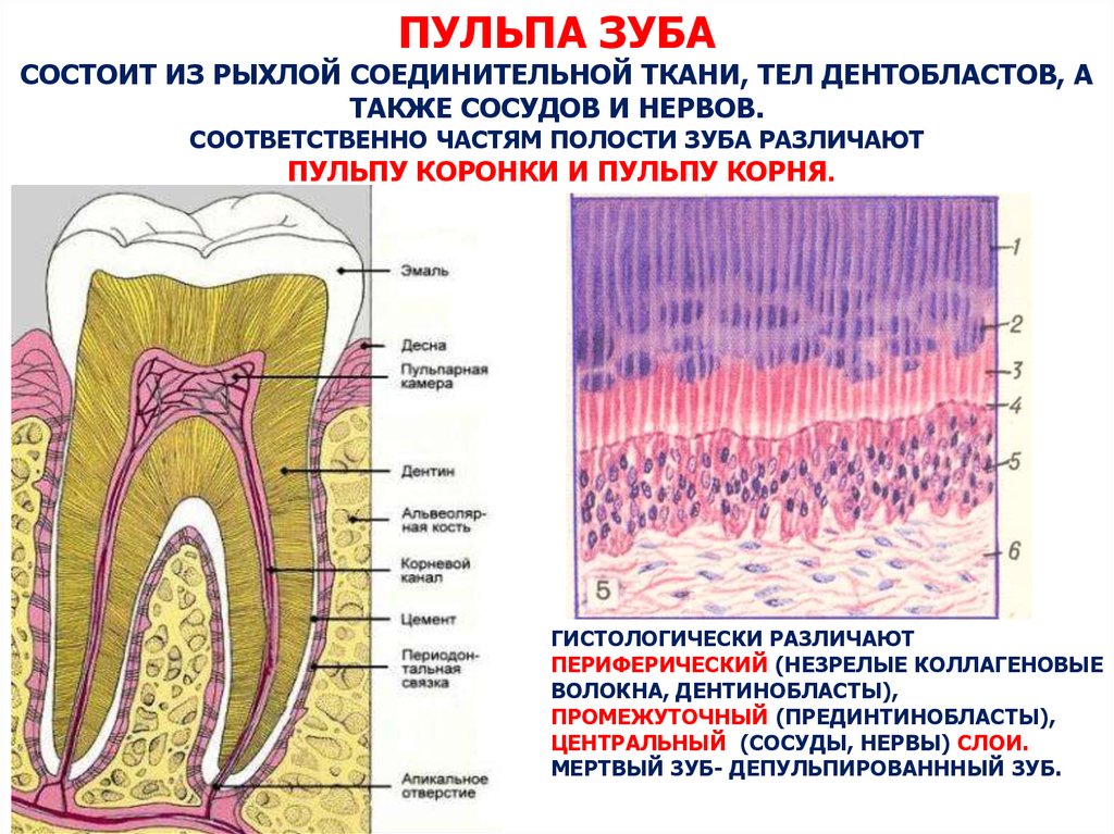 В чем особенность строения дентина какую. Строение пульпы гистология. Строение пульпы анатомия. Строение пульпы зуба гистология. Схема строения пульпы зуба.
