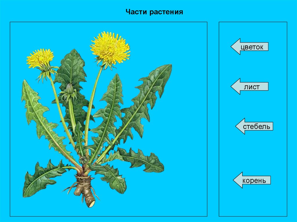 Картинки с изображением комнатных растений группы и одуванчика