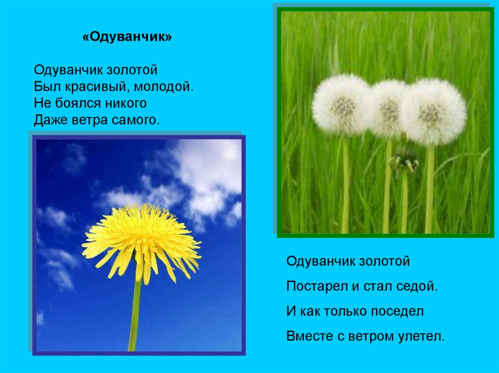 Стихи про одуванчики для детей 3 лет. Белый одуванчик желтый сарафанчик. Стихотворение про одуванчик. Одуванчик для детей. Вырос одуванчик желтый сарафанчик.