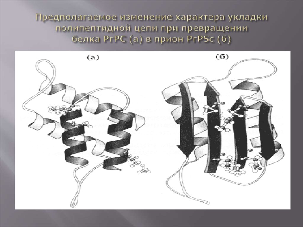 Предполагаемое изменение характера укладки полипептидной цепи при превращении белка РгРC (а) в прион РгРSc (б)