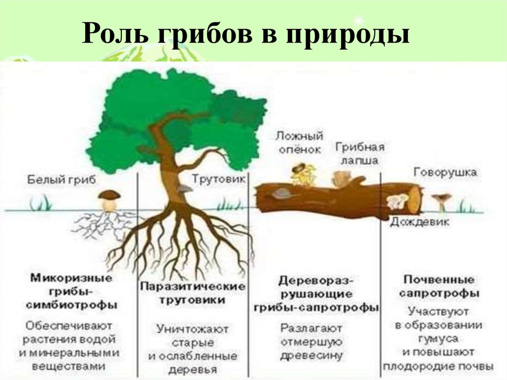 Роль грибов в жизни бактерий. Роль грибов в жизни растений. Роль грибов и бактерий. Роль грибов и бактерий в жизни растений. Роль грибов и бактерий в природе.