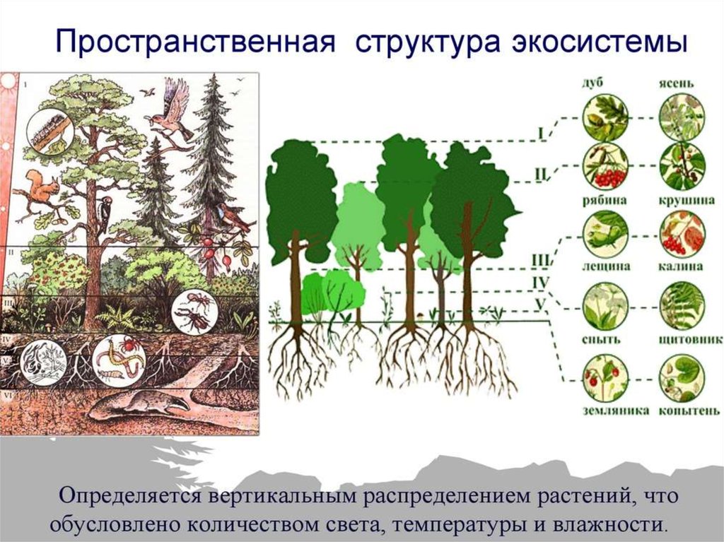 Состав сообщества лес. Пространственная структура экосистемы ярусность. Ярусы лесного биоценоза. Ярусность лесного биоценоза. Пространственная структура леса биогеоценоз.