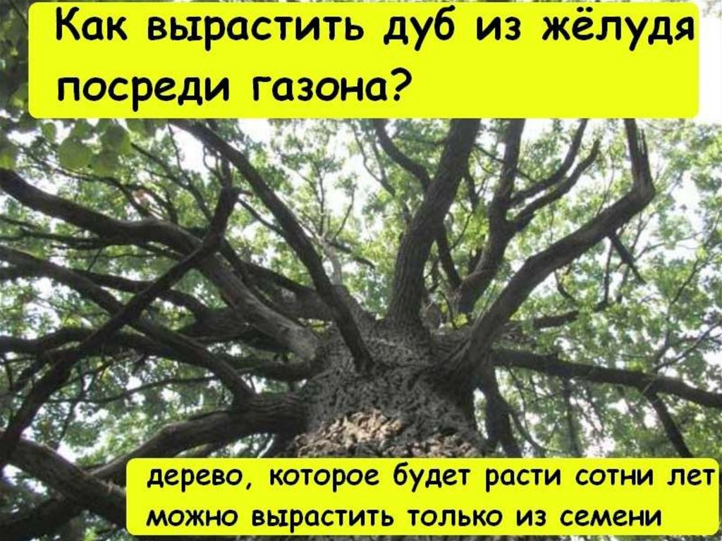Сколько дубов в мире. Как растет дуб. Дуб дерево сорта. Как посадить дуб. Как вырастить дуб дерево.