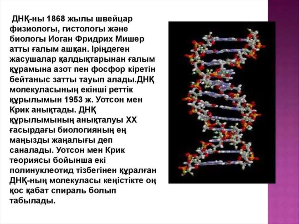 Одно из составляющих днк. ДНК для презентации. ДНК дегеніміз не. ДНК мен РНК құрылысы. Цепочка ДНК для презентации.