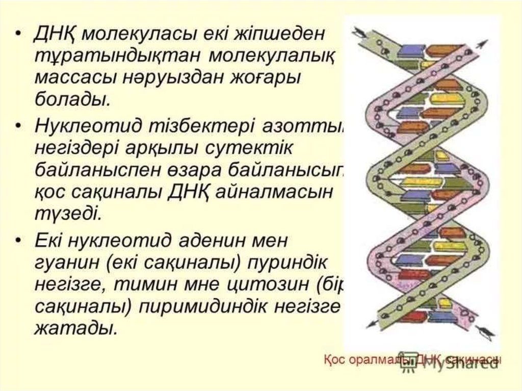 Нуклеин. ДНҚ моделі. ДНҚ слайд. ДНК дегеніміз не. ДНК мен РНК құрылысы.