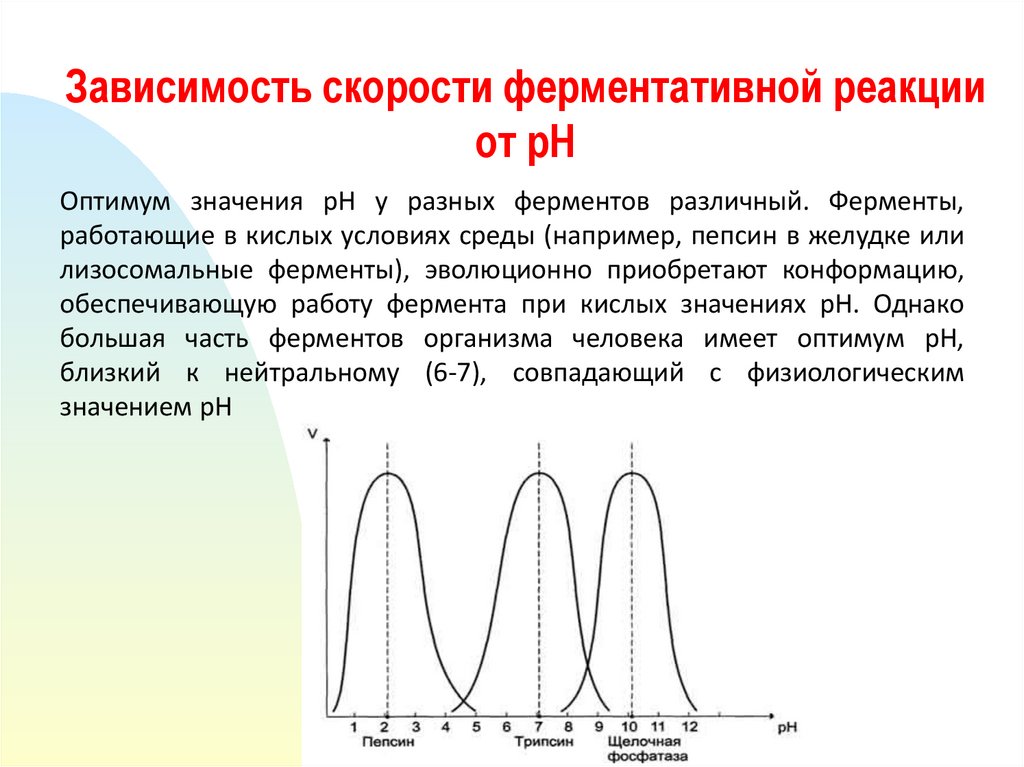 П зависимость. Зависимость скорости ферментативной реакции от РН. График зависимости скорости ферментативной реакции от РН среды. Зависимость скорости ферментативной реакции от РН среды. Зависимость скорости ферментативной реакции от PH.