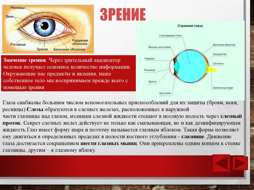 Зрение 10 что значит. Сколько информации человек получает через зрение. Информация с помощью зрение. Информация через глаза. Информация через глаз человека.