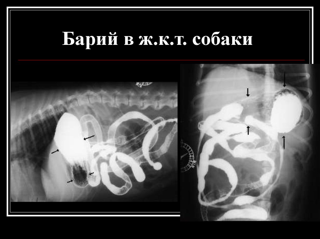 После бария. Барий для рентгена желудка собаке. Рентген с контрастом для собак.