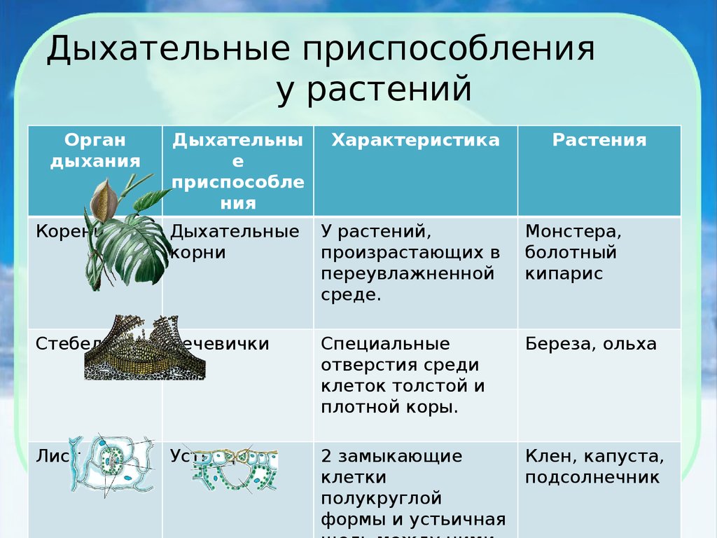 Пример адаптации организмы таблица