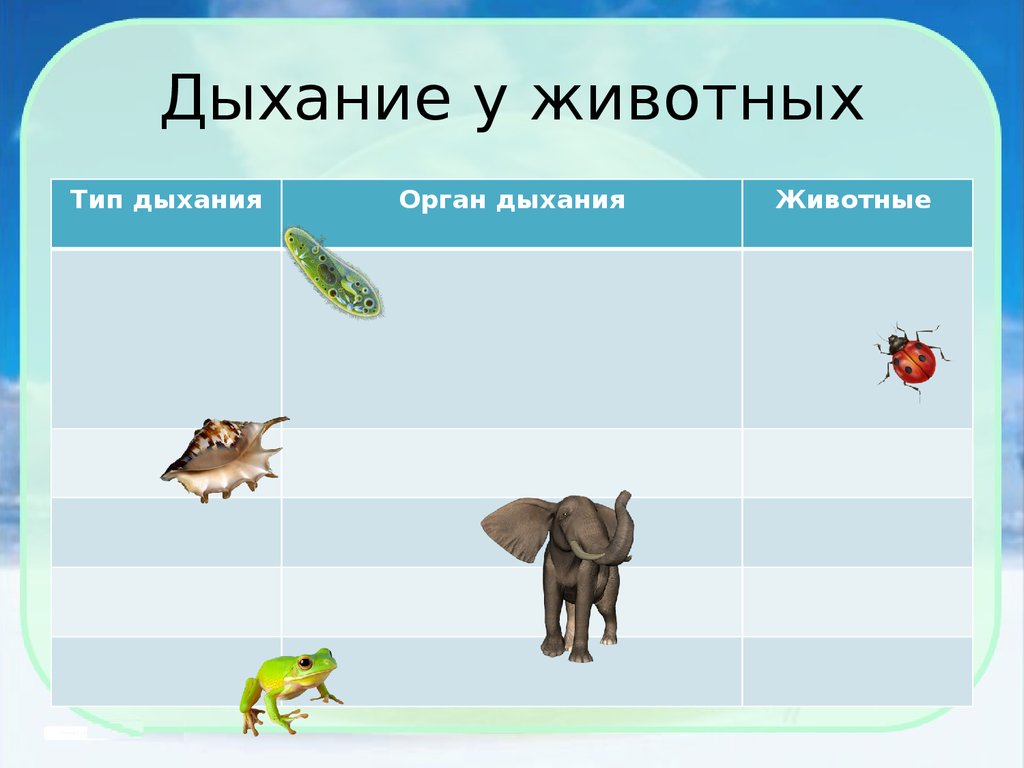 Нарисовать живых организмов с разными типами дыхания