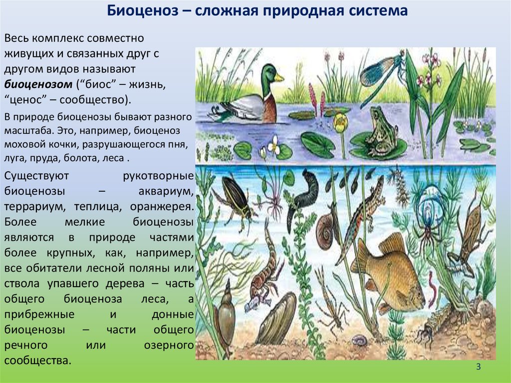 Искусственный биоценоз рисунок