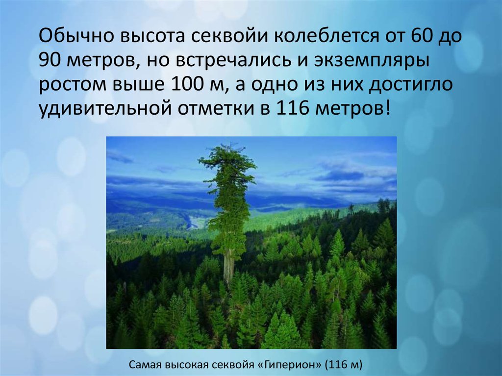 На рисунке изображены ель и секвойя высота ели равна 30 м какова примерная высота секвойи