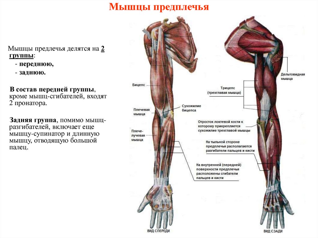 Рука человека название. Мышцы верхней конечности мышцы предплечья. Мышцы верхней конечности кисти анатомия. Мышцы предплечья анатомия передняя группа. Мышцы предплечья схема анатомия.