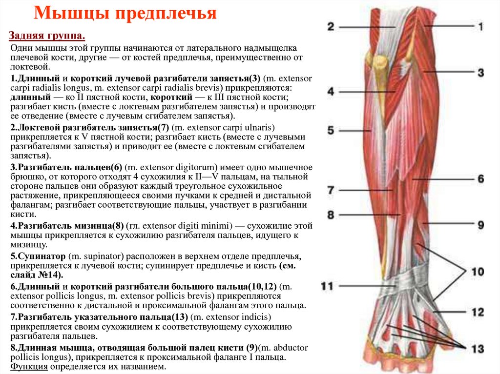 Локтевой сустав мышцы и сухожилия. Задняя группа разгибателей предплечья. Мышцы предплечья функции. Сухожилия сгибателей кисти анатомия. Мышцы предплечья анатомия задняя группа.