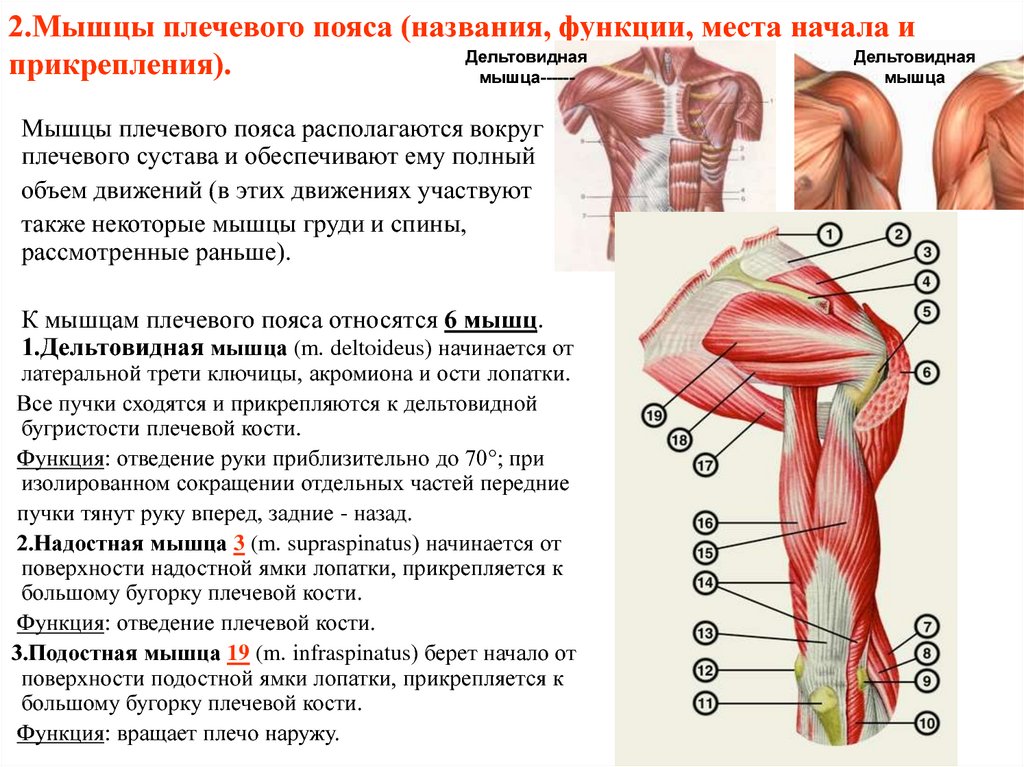 Назовите функции мышц. Мышцы плечевого пояса и плеча их расположение и функции. Мышцы плечевого пояса прикрепление функции. Функции мышц плечевого пояса кратко. Мышцы плеча передняя группа анатомия.