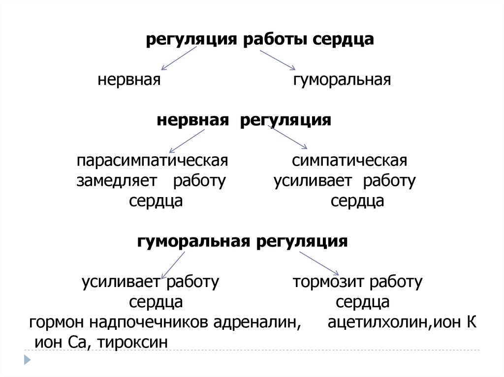 Регуляция деятельности сердца схема