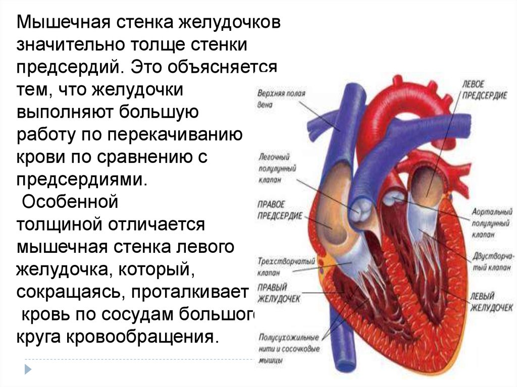 Отличие предсердий от желудочков. Строение сердца. Мышечная стенка желудочков сердца. Строение сердца человека. Строение желудочков сердца.