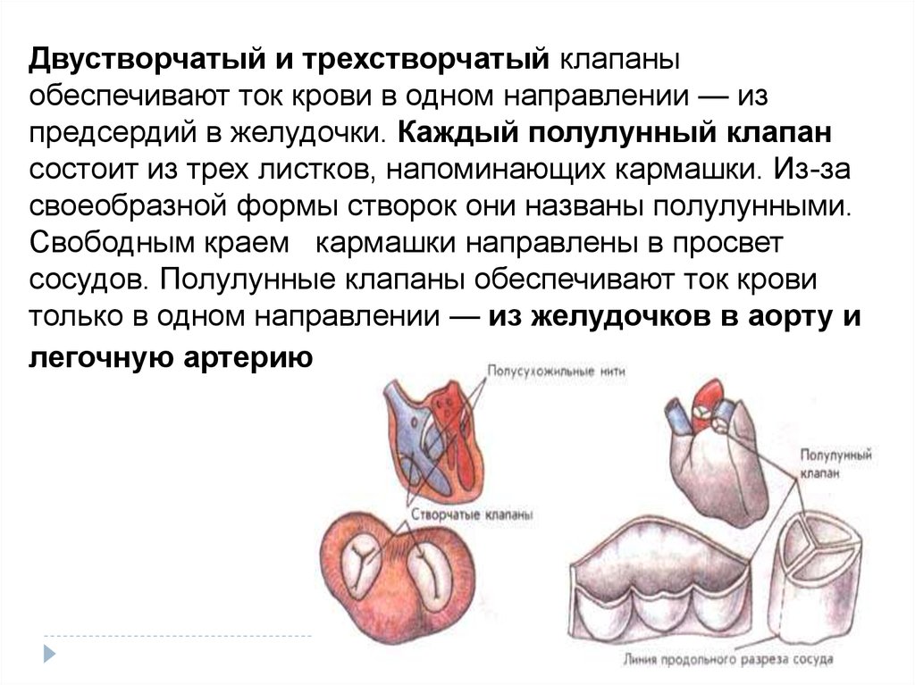 Трехстворчатый клапан сердца. Двустворчатый клапан и трехстворчатый клапан. Полулунный и трехстворчатый клапаны. Функции трехстворчатого клапана сердца. Трикуспидальный клапан анатомия.