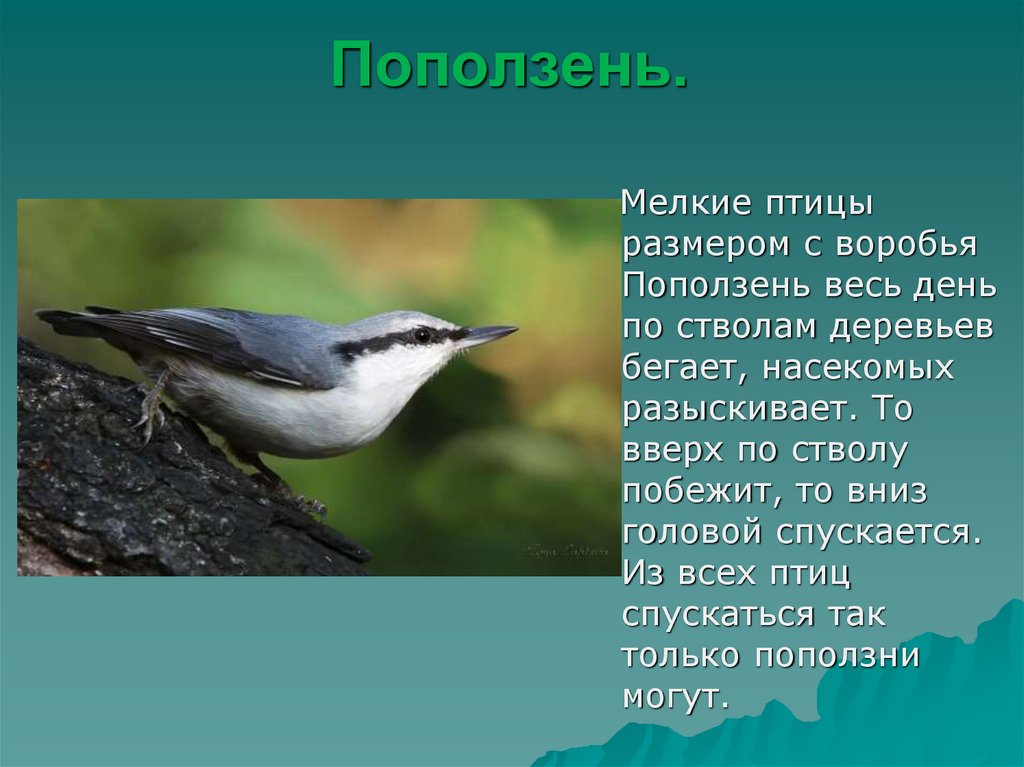 Почему их так назвали презентация 1 класс окружающий мир плешаков