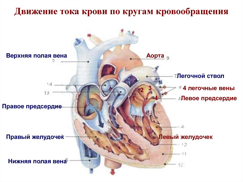 Анатомо-физиологические особенности сердечно- сосудистой системы .