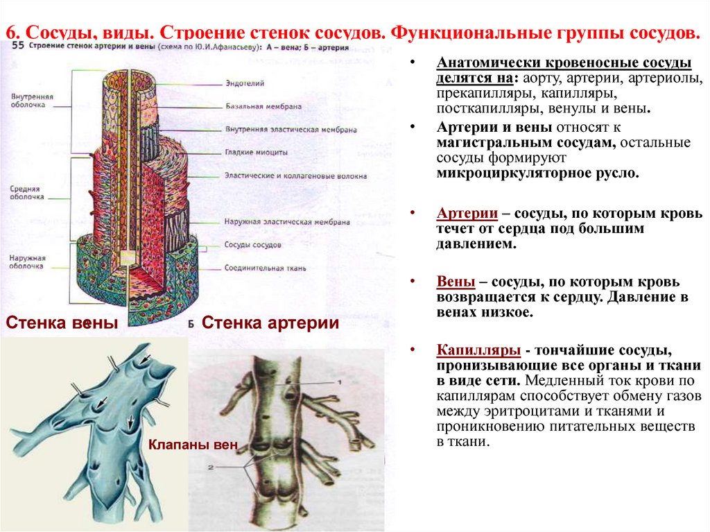 Артерии и вены определение. Строение стенки сосудов вены. Строение стенки артерии и вены капилляры. Сосуды строение стенки Вена. Строения сосудов вены и артерии.