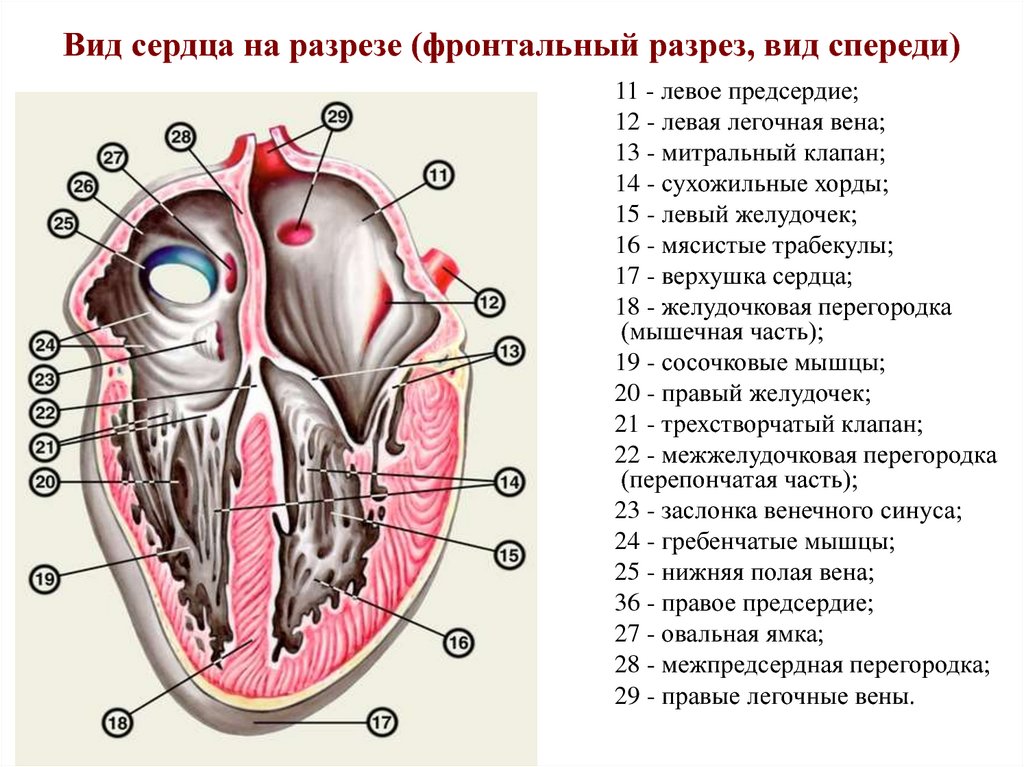 Правый желудочек отделен от правого предсердия. Правое предсердие сердца анатомия. Строение сердца срез. Межпредсердная перегородка сердца анатомия. Строение сердца в разрезе анатомия.