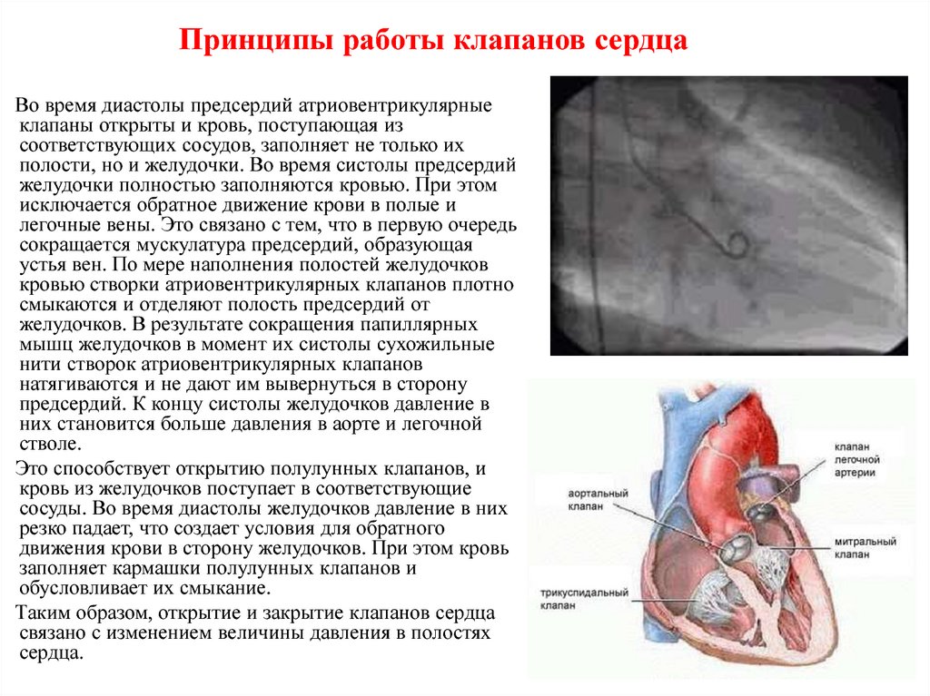 Открыть 1 3 клапана. Принцип работы клапанов сердца. Принцип работы сердца. Закрытие клапанов сердца. Клапан в сердце не до конца закрывается.