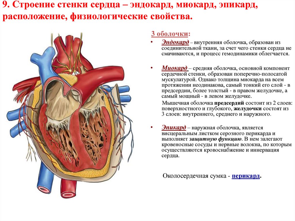Человек внешняя оболочка. Строение сердца перикард миокард. Строение стенки сердца эпикард. Оболочки сердца перикард миокард эндокард эпикард. Строение и функции миокарда и перикарда.