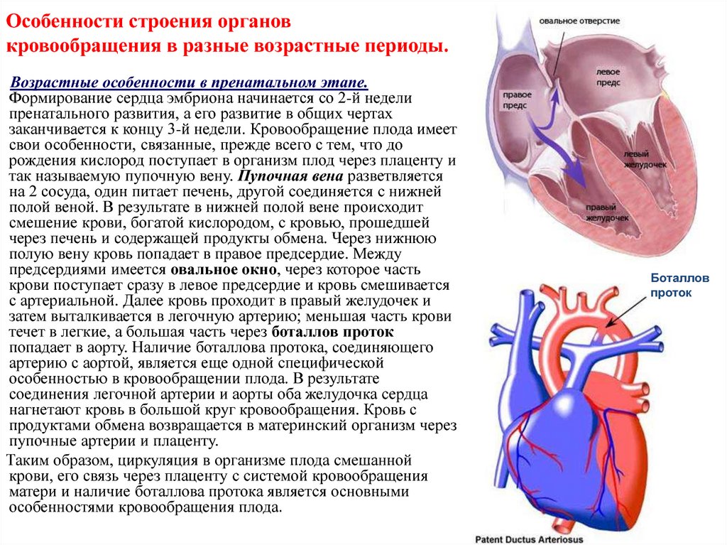 Признаки гемодинамики. Строение сердца ребенка в разные возрастные периоды. Сердечно-сосудистая система у детей. Особенности строения сердца у детей. Особенности кровообращения сердца.