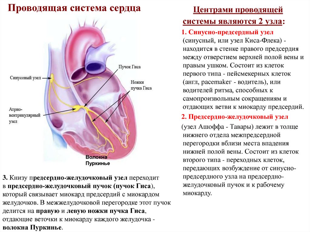 Миокард правого предсердия. Предсердно-желудочковый узел располагается. Проводящая система сердца предсердно желудочковый узел. Предсердно-желудочковый узел узел. Синусно предсердный узел сердца.