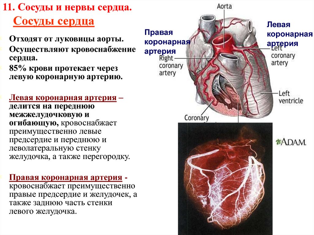 Правая сердечная артерия. Артерии сердца анатомия таблица. Строение сердца кровоснабжение сердца. Толщина сосудов сердца. Коронарные венечные сосуды характеристика.