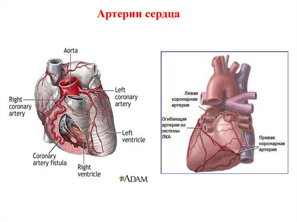 Правая сердечная артерия. Анатомия коронарных артерий сердца анатомический атлас. Венечные артерии сердца анатомия. Коронарные сосуды сердца. Коронарная анатомия сердца.