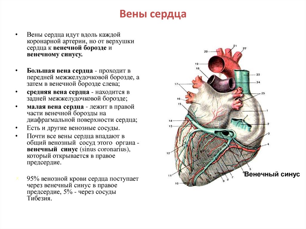 3 в левое предсердие впадают. Вена системы венечного синуса сердца. Вены сердца 3 системы система вен венечного синуса. Отверстие венечного синуса сердца. Венечный синус сердца.