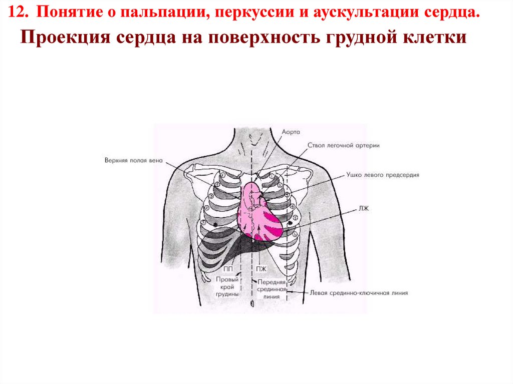Площадь поверхности грудной клетки у человека. Проекция границ сердца на поверхность грудной клетки. Пальпация перкуссия аускультация сердца. Проекция аускультации сердца. Перкуссия сердца у детей алгоритм.