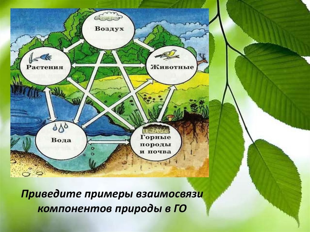 Какая взаимосвязь между растениями и растениями. Взаимосвязи в природе. Взаимосвязь элементов природы. Взаимосвязь компонентов природы. Природные компоненты географической оболочки.