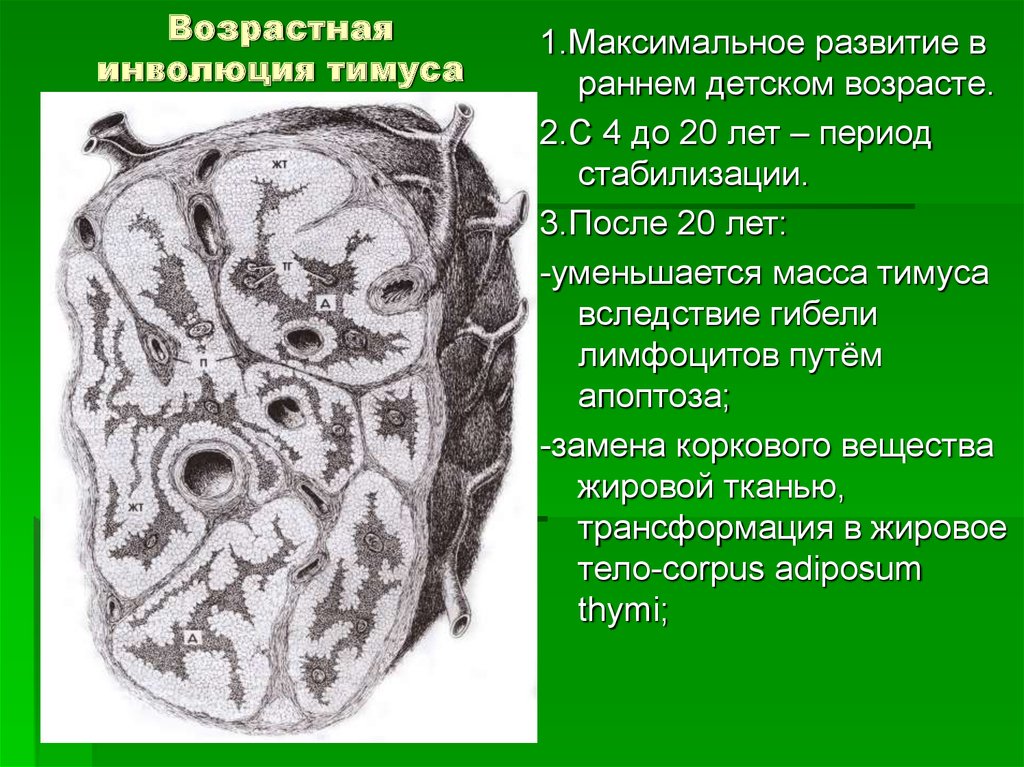 Половая инволюция