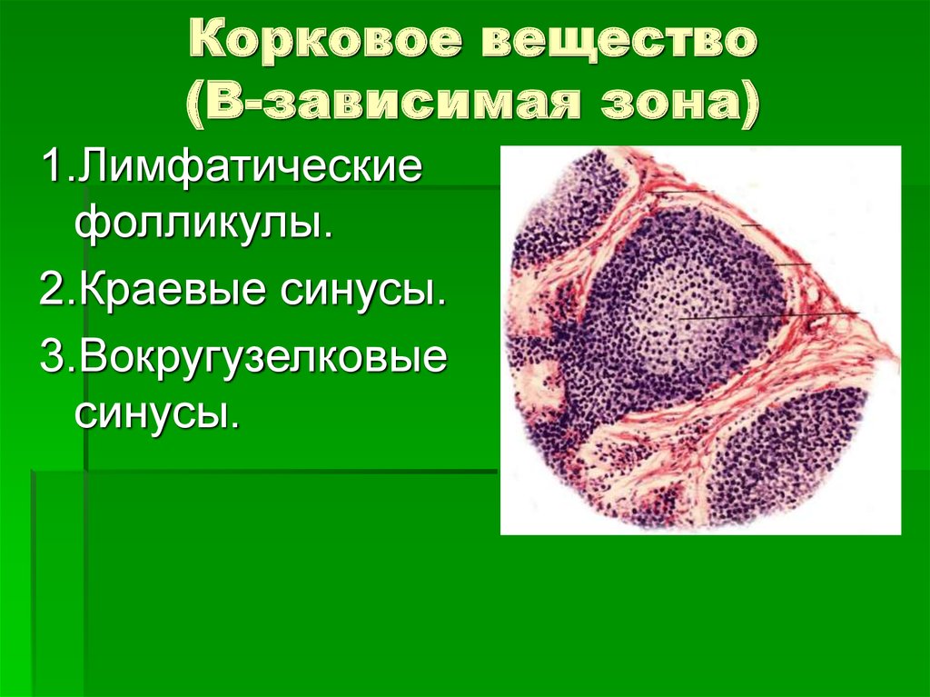 Органы кроветворения у животных. Т зависимые зоны лимфоидных фолликулов. Т зависимая зона лимфатического узла. Система кроветворения. Органы кроветворения иммунной