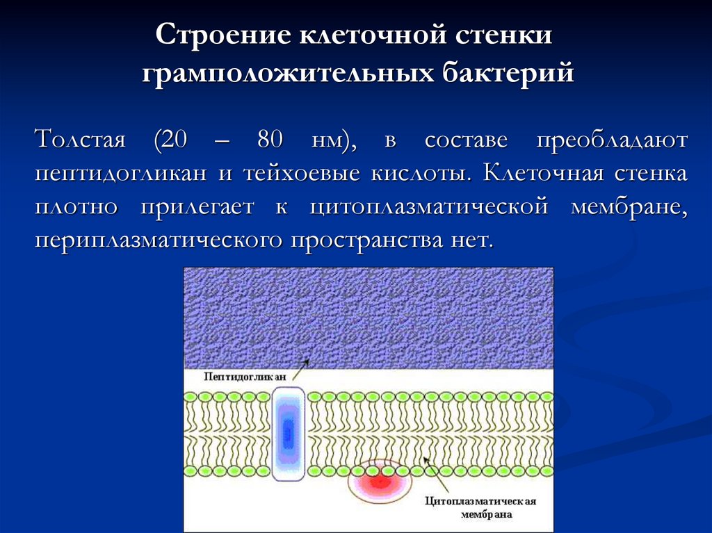 Грамположительная клеточная стенка