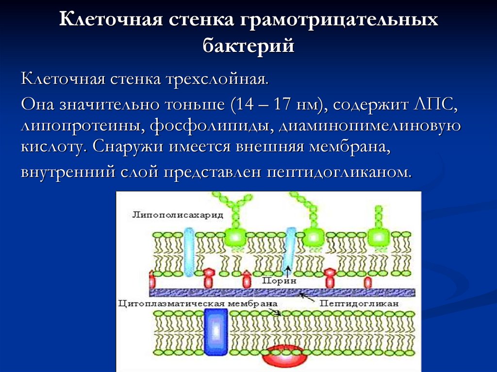 Клеточная стенка ядро