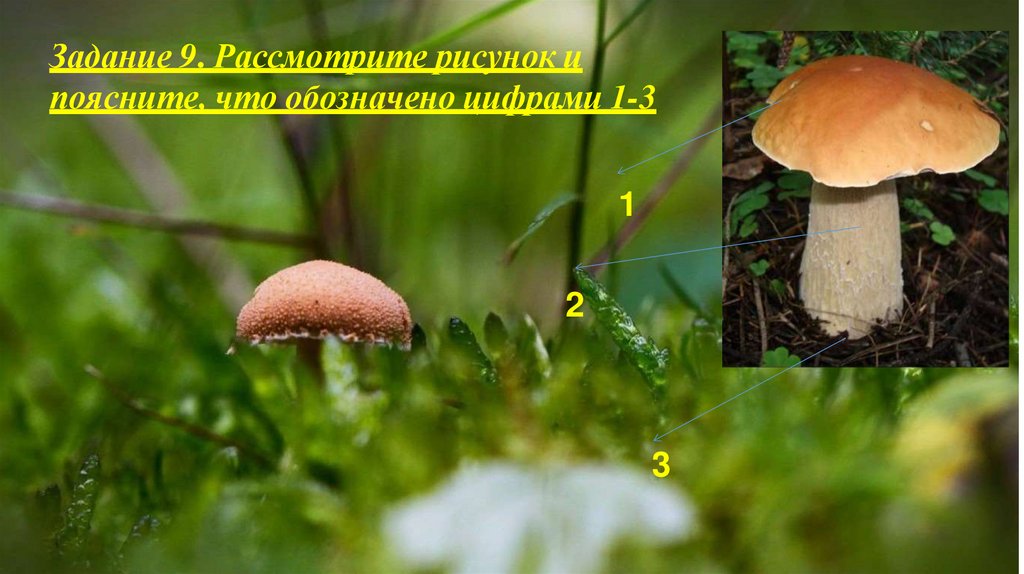 Задание 9. Рассмотрите рисунок и поясните, что обозначено цифрами 1-3