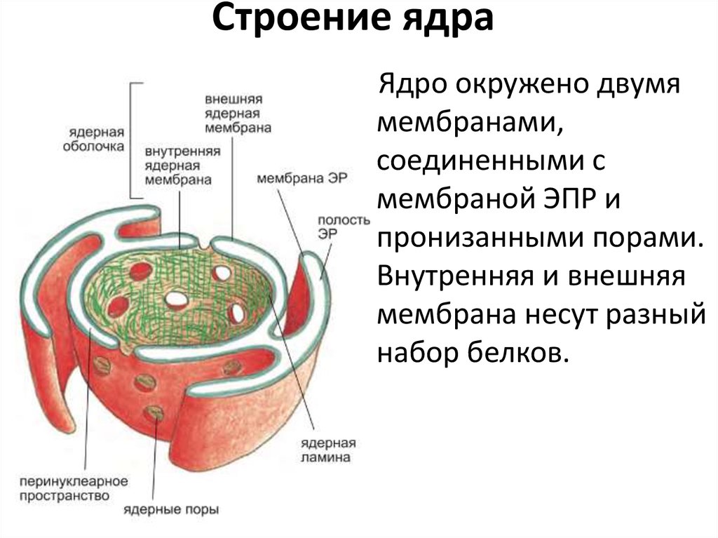 Ядерная мембрана ядро клетки. Внутреннее строение ядра клетки. Строение ядра ядерная оболочка. Строение поры ядра транспорт. Строение ядра типы ядер