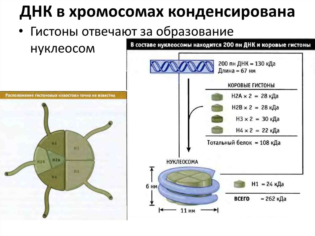 Уровень компактизации днк в хромосоме представленный на схеме