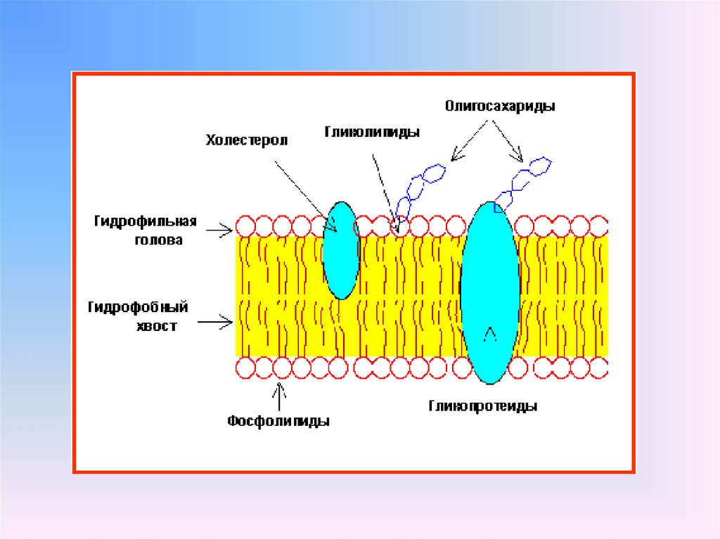 Структурный компонент мембраны клетки. Строение биологической мембраны рисунок. Схема строения биологической мембраны биохимия. Мембрана биология на схеме. Строение биомембраны клетки рисунок.