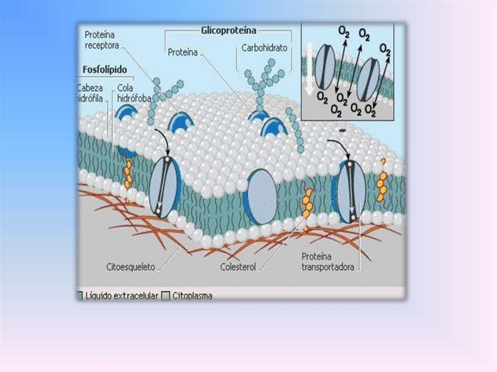Вода в составе мембран. Участок мембраны. Биомембраны непроницаемы дл. Через какие участки мембраны проводятся вода. Вода в биомембранах.