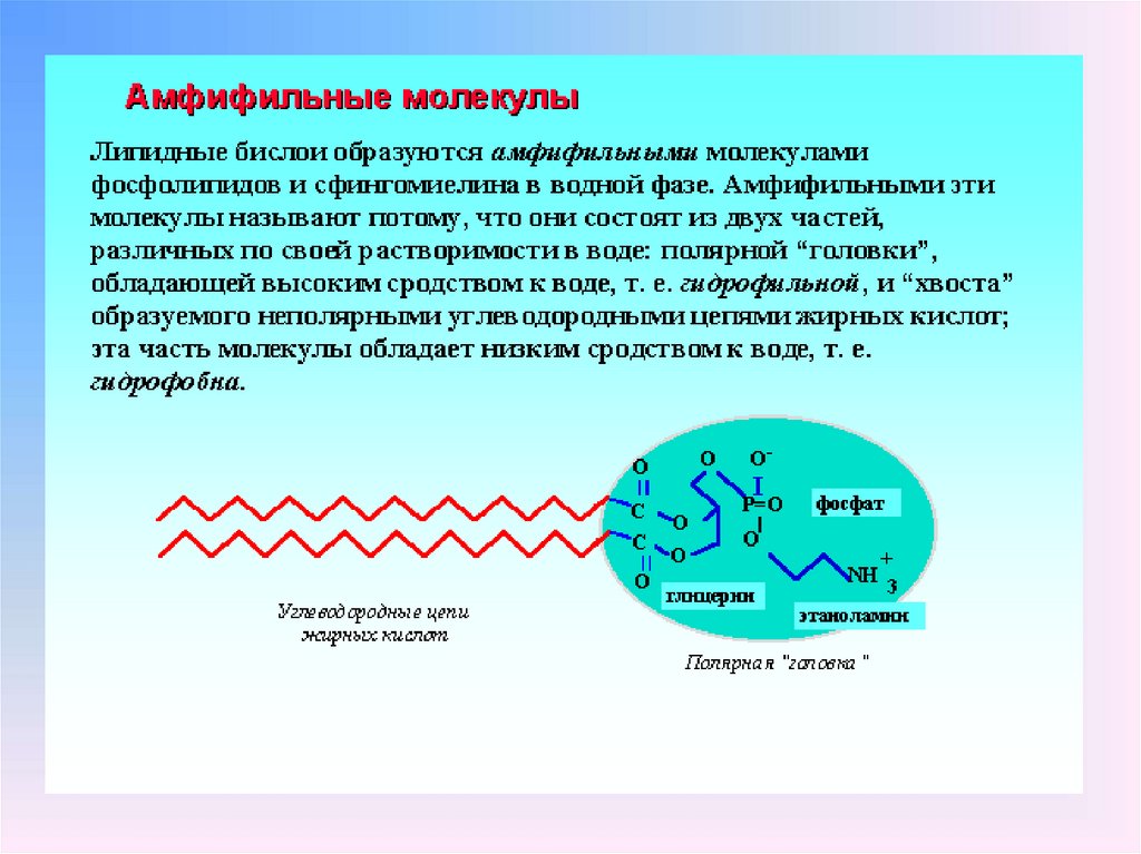 Вода в составе мембран. Амфифильные молекулы. Амфифильность мембран это. Амфифильность фосфолипидов. Амфифильное строение молекул фосфолипидов.