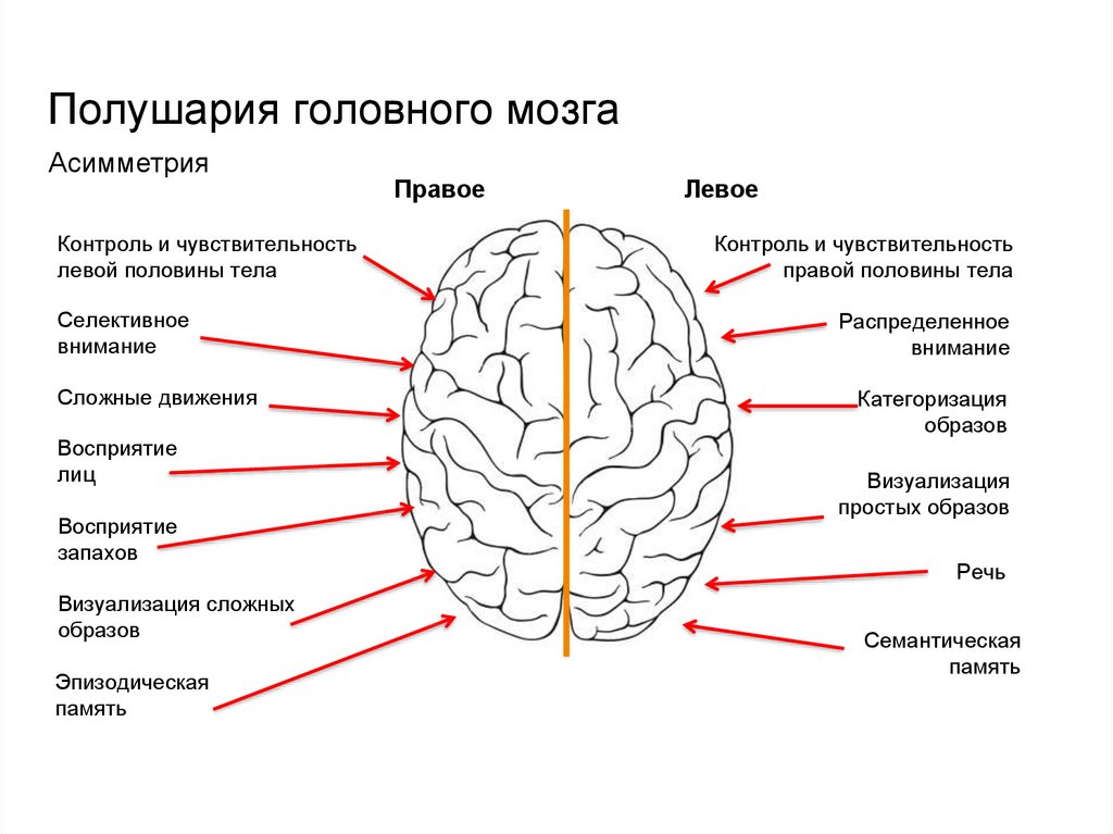 Где находится внимание. Строение левого полушария головного мозга. Функции правого полушария головного мозга схема. Функции левого полушария головного мозга схема. Строение левого и правого полушария.