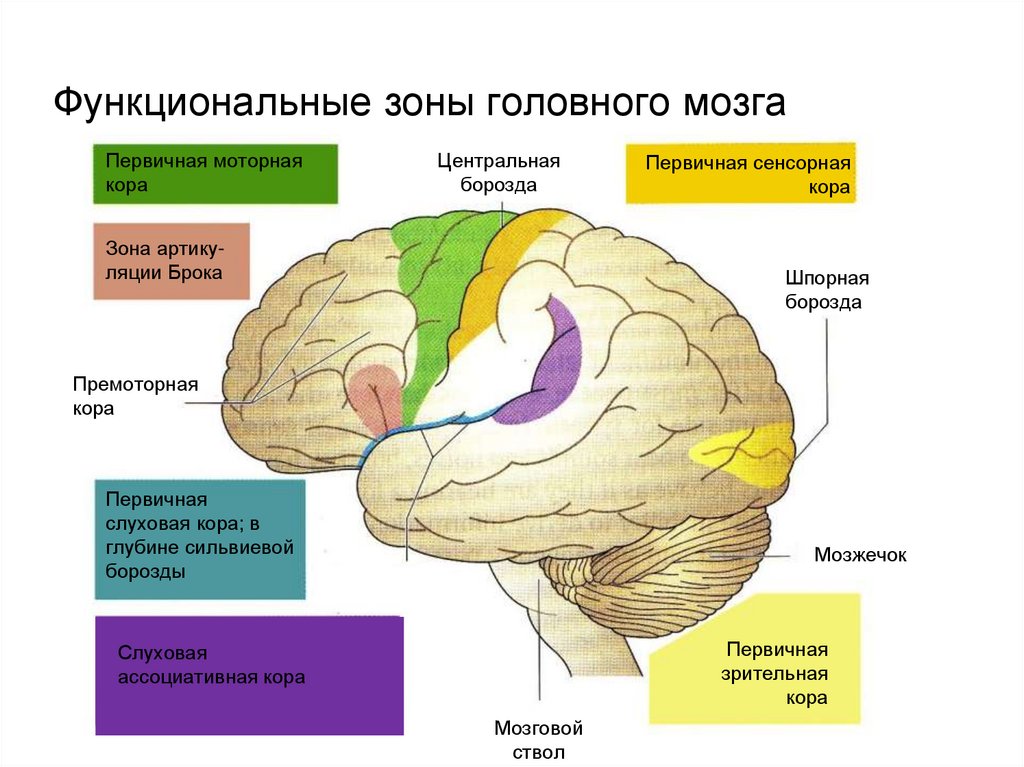 Большие полушария головного мозга функции и строение. Функциональные отделы коры головного мозга. Функциональная характеристика коры головного мозга.