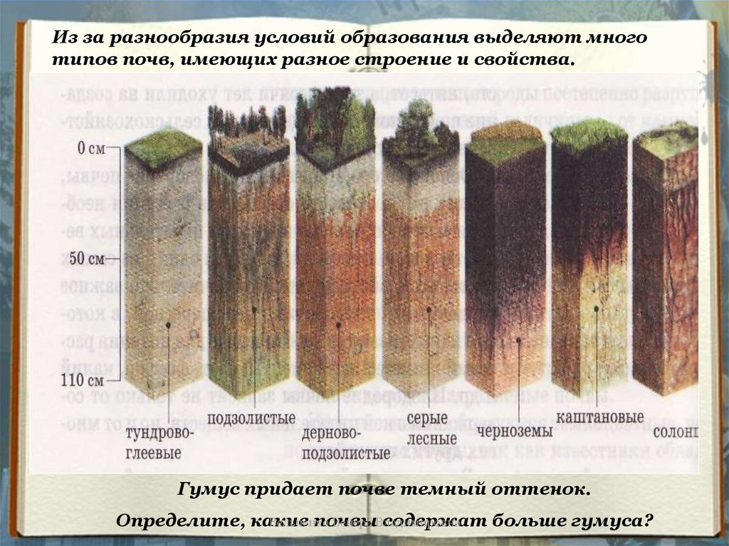 Какие почвы формируются. Разнообразие почв. Разнообразие почв земли. Строение разных видов почв. Типы гумуса в почвах.