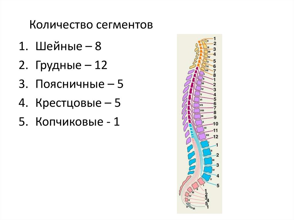 Сколько сегментов