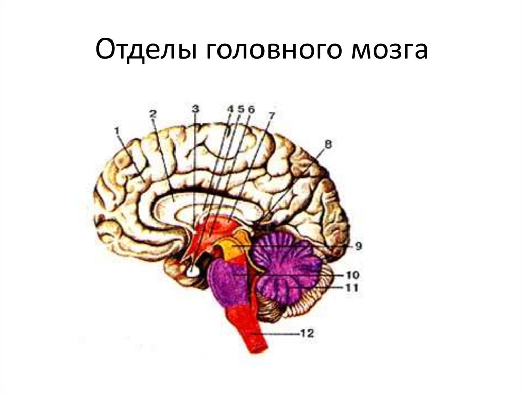 Низших отделов мозга. 12 Отделов головного мозга. Отделы головного мозга схема. Головной мозг-отделы,регуляция. Три отдела головного мозга.